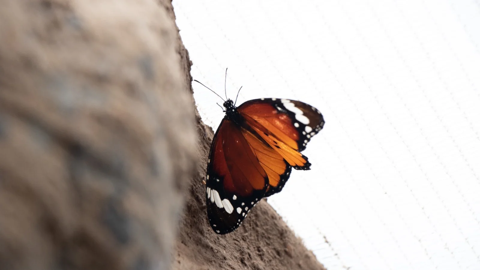 The Western Cape Butterfly Sanctuary — kid-friendly venue in Mossel Bay