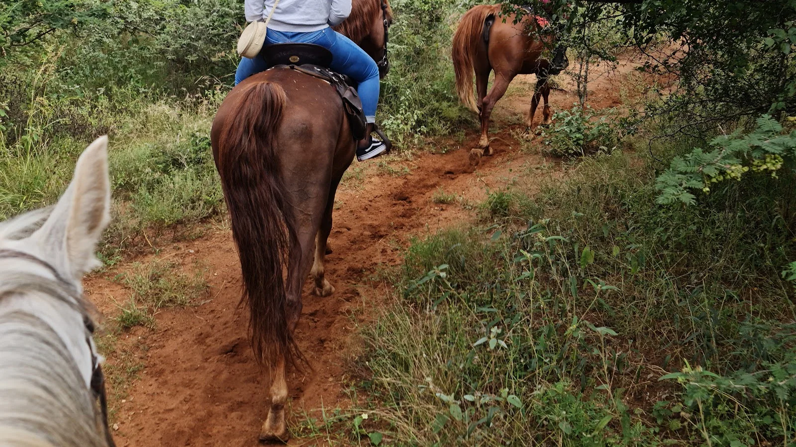 African Dream Horse Safari — kid-friendly venue in Hoedspruit