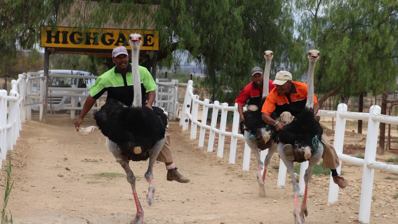 Highgate Ostrich Show Farm — kid-friendly venue in Oudtshoorn