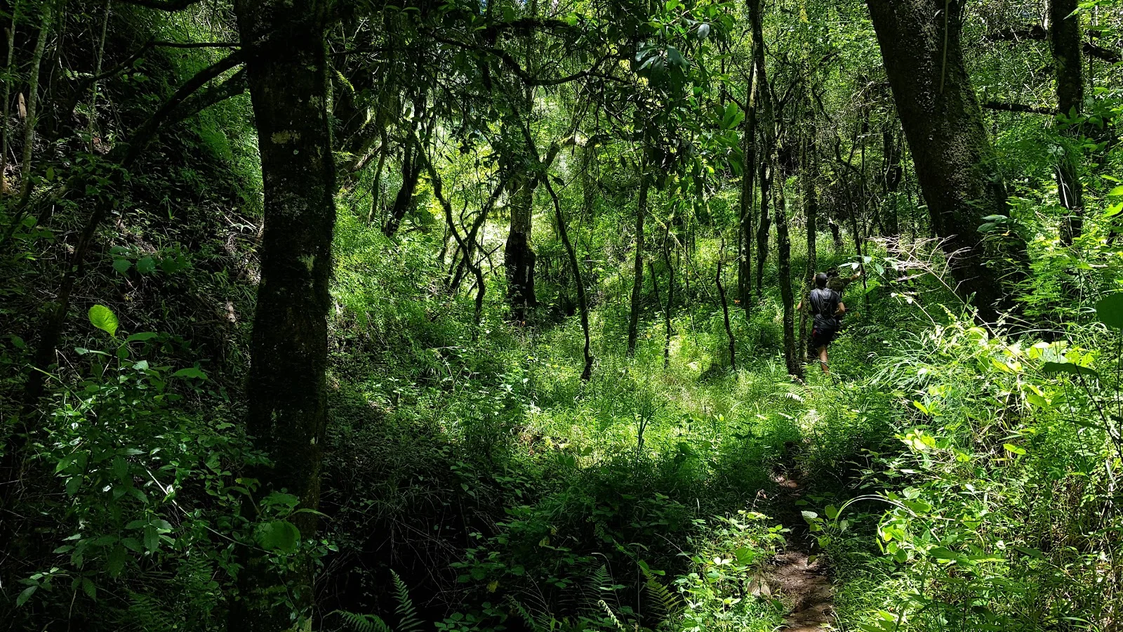 Woodbush Forest Reserve — kid-friendly venue in Tzaneen