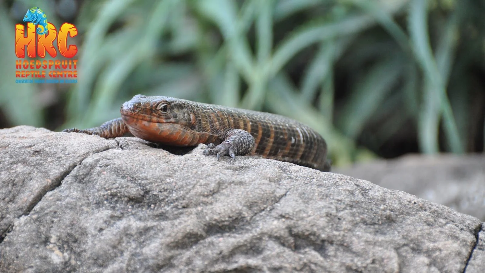 Hoedspruit Reptile Centre — kid-friendly venue in Hoedspruit